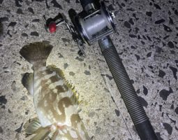 釣果報告　（豊中店）