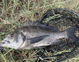 釣果報告in南港(枚方店) 釣果報告in南港(枚方店)