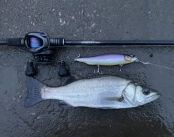 釣果情報　（豊中店）