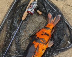 釣果報告(三田店) 釣果報告(三田店)