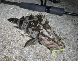 釣果報告　（豊中店）