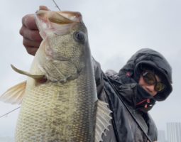 琵琶湖釣果情報(栗東店) 琵琶湖釣果情報(栗東店)