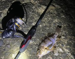 釣果報告(豊中店) 釣果報告(豊中店)