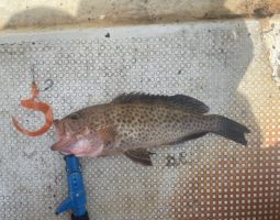 釣果報告(豊中店) 釣果報告(豊中店)