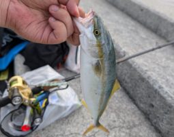 釣果報告(三田店) 釣果報告(三田店)