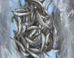 釣果情報(豊中店) 釣果情報(豊中店)