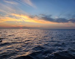 釣果報告 イカメタル編 (豊中店) 釣果報告 イカメタル編 (豊中店)