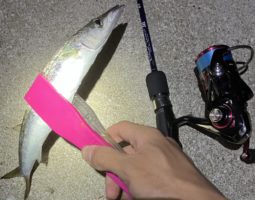 釣果報告 対馬遠征編(豊中店) 釣果報告 対馬遠征編(豊中店)