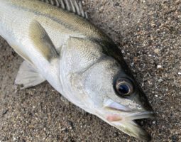 釣果報告(豊中店) 釣果報告(豊中店)