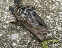 釣果報告 対馬遠征ライトゲーム編(豊中店) 釣果報告 対馬遠征ライトゲーム編(豊中店)