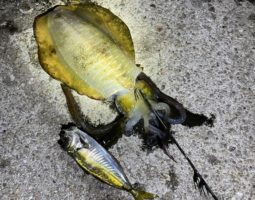 釣果報告(豊中店) 釣果報告(豊中店)