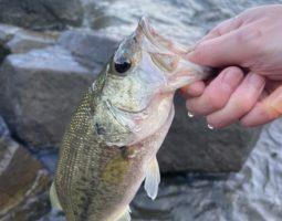 釣果報告 in琵琶湖(枚方店) 釣果報告 in琵琶湖(枚方店)