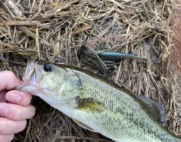 釣果報告 in布目ダム(枚方店) 釣果報告 in布目ダム(枚方店)