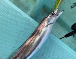 明石ジギング釣果報告 #激流ぶっとび潮編 (山科店) 明石ジギング釣果報告 #激流ぶっとび潮編 (山科店)