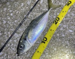 釣果報告　対馬遠征（後編）