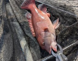 淡路島釣果報告（三田店）