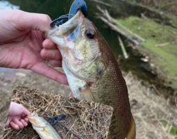 釣果報告 in布目ダム（枚方店）