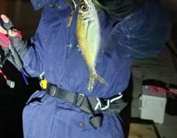 釣果情報　アジング編