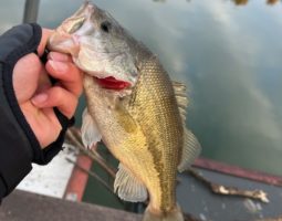釣果報告 バス釣り 釣果報告 バス釣り