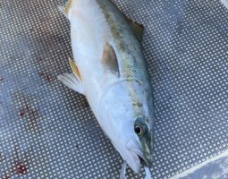 釣果報告 鳥羽ジギング編② (豊中店) 釣果報告 鳥羽ジギング編② (豊中店)