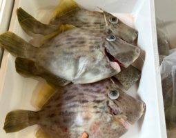 和歌山　船かわはぎ釣行（豊中店）