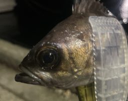 越前海岸メバル釣行　（豊中店）