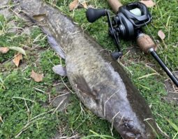 釣果報告（豊中店）