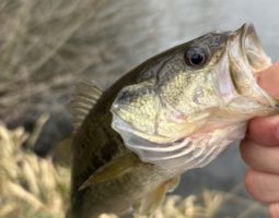 釣果報告（豊中店）淡路島　バス釣り　DAY2