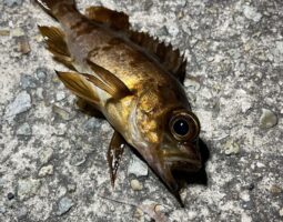 釣果報告　（豊中店）