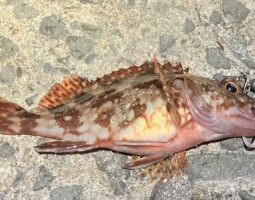 釣果報告　田ノ浦編