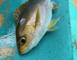 和歌山 五目釣り(豊中店) 和歌山 五目釣り(豊中店)