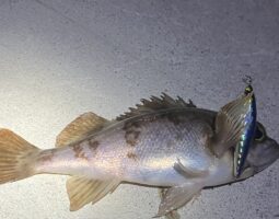 釣果報告　淡路島メバリング編（豊中店）