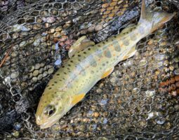 釣果報告(豊中店) 釣果報告(豊中店)