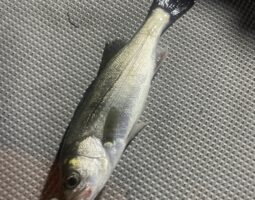 釣果報告(豊中店) 釣果報告(豊中店)