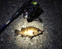 釣果報告 神戸メバリング編 釣果報告 神戸メバリング編