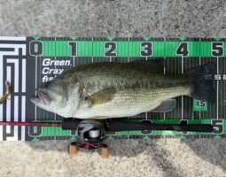 釣果報告 バス釣り 淡路島 釣果報告 バス釣り 淡路島