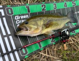 釣果報告 バス釣り 淡路島 釣果報告 バス釣り 淡路島