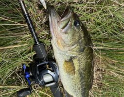 釣果報告 淡路島 バス釣り 釣果報告 淡路島 バス釣り