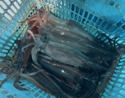 イカメタル釣果報告　～小浜スルメイカ乱舞編～