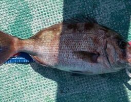 釣果報告 串本カセ釣り編(豊中店) 釣果報告 串本カセ釣り編(豊中店)