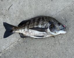 道楽箱(高知店)釣果報告! 道楽箱(高知店)釣果報告!