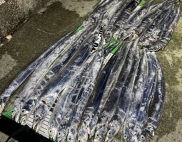 釣果報告　タチウオ　豊中店