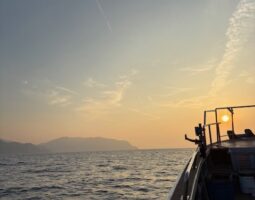 柴山港　ケンサキイカ（豊中店）