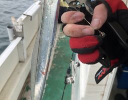 釣果報告　明石ジギング編　豊中店