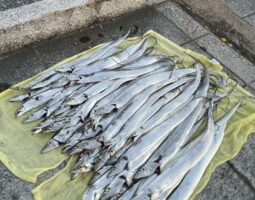 釣果報告　和歌山タチウオ釣り①（豊中店）