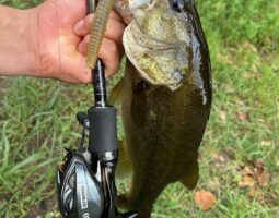 釣果報告　バス釣り　豊中店