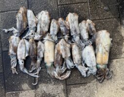 道楽箱(高知店)釣果報告! 道楽箱(高知店)釣果報告!