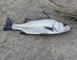 道楽箱(高知店)釣果報告! 道楽箱(高知店)釣果報告!