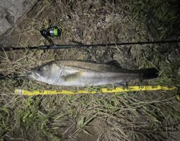 釣果報告 豊中店 釣果報告 豊中店