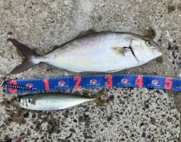 釣果報告 対馬遠征編 釣果報告 対馬遠征編